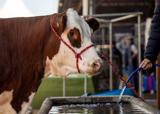 Biologische Stallhygiene: Mehr als nur sauber